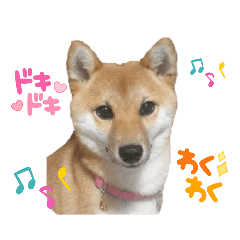 [LINEスタンプ] 可愛い柴犬「桜」のスタンプ（日常）