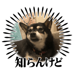 [LINEスタンプ] 黒柴ホタル