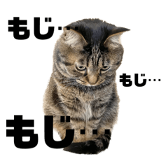 [LINEスタンプ] もじもじ猫きっと1