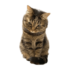 [LINEスタンプ] もじもじ猫きっと2