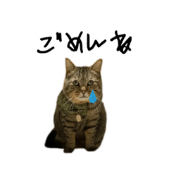 [LINEスタンプ] はらっぺらし猫
