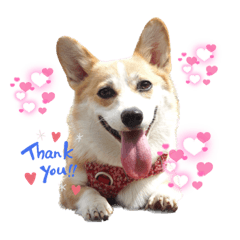 [LINEスタンプ] こっこまちゃん