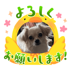 [LINEスタンプ] 桃佳（マルプー）3歳記念スタンプ