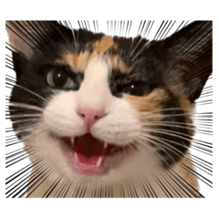 [LINEスタンプ] もみじのスタンプ1