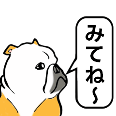 [LINEスタンプ] ブルドッグの日常会話（吹き出し）