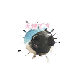 [LINEスタンプ] 可愛いすぎるボストンテリア