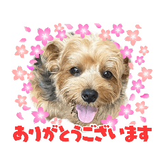 [LINEスタンプ] ジェイド（筋肉ヨーキー）