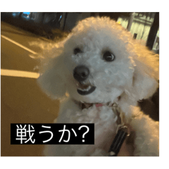 [LINEスタンプ] 犬のきもち（字幕）