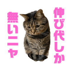 [LINEスタンプ] もじもじ猫きっと3