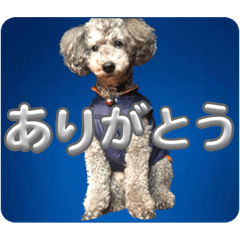 [LINEスタンプ] ピースとライちゃんの日常スタンプ