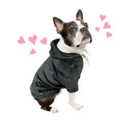 [LINEスタンプ] 犬がいる生活5