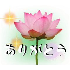 [LINEスタンプ] 蓮    はす