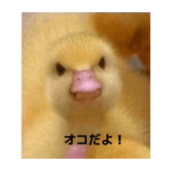 [LINEスタンプ] オコひよこ