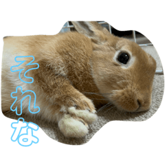 [LINEスタンプ] うさぎのはくちゃん