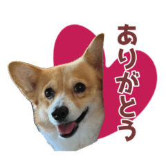 [LINEスタンプ] コーギー犬♡レグちゃんの毎日スタンプ