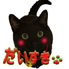 [LINEスタンプ] うちのにゃんズの普段に使えるスタンプ