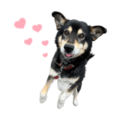 [LINEスタンプ] コロありがとね〜〜！