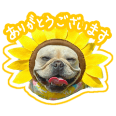 [LINEスタンプ] フレンチブルドッグのにこ②