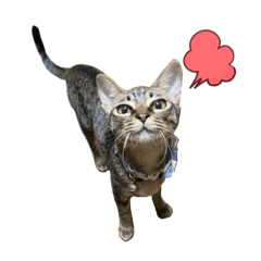 [LINEスタンプ] ねこ好きすぎる