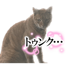 [LINEスタンプ] さくらちゃんたち