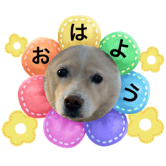 [LINEスタンプ] とってもかわいいねゆきちゃん
