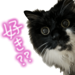 [LINEスタンプ] あらしにゃん！3