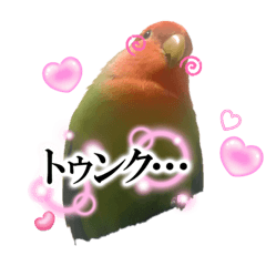 [LINEスタンプ] モチの日常ッピの画像（メイン）