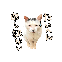 [LINEスタンプ] 【日本ネコスク】ありがとう＆ごめんなさい