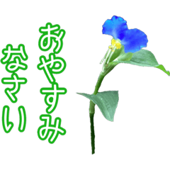 [LINEスタンプ] 夏から秋の露草（つゆくさ）