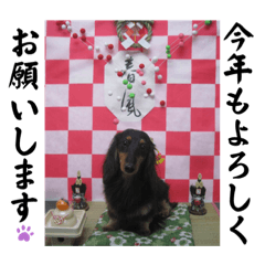 [LINEスタンプ] 美人犬こむぎ4  イベントスタンプ