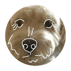 [LINEスタンプ] コッカープー のヨモギは変な犬だよの画像（メイン）