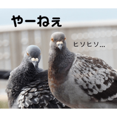 [LINEスタンプ] 日々の鳩たち3