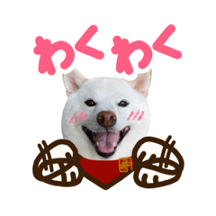 [LINEスタンプ] 白柴犬40面相スタンプ(実写)5