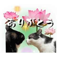 [LINEスタンプ] シヒタンとハナ18