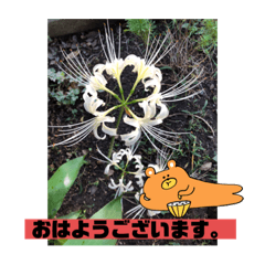 [LINEスタンプ] パクのうたた寝