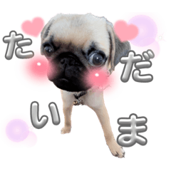 [LINEスタンプ] パグちゃんSTAMP