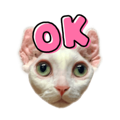[LINEスタンプ] エルフキャットの白雪とたまに桃乃助