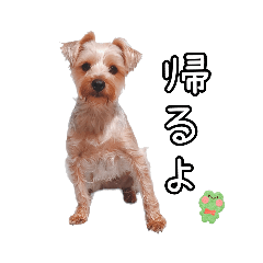 [LINEスタンプ] ヨークシャーテリアのガブリエル4