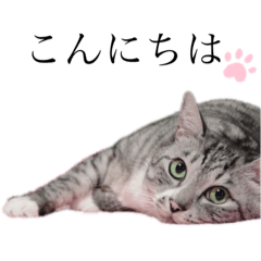 [LINEスタンプ] さばとらのぎんちゃん