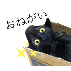[LINEスタンプ] くろねこのきょうちゃん