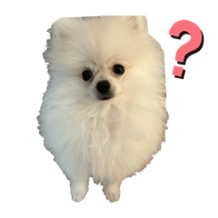 [LINEスタンプ] ポメもこちゃん