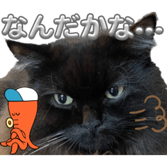 [LINEスタンプ] 黒猫 ルナ院長116にゃんめ