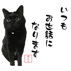 [LINEスタンプ] 黒猫あんこさんの日常会話スタンプ。