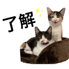 [LINEスタンプ] ツナマヨの日常生活