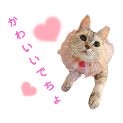 [LINEスタンプ] おちゃれキャットみるちゃん
