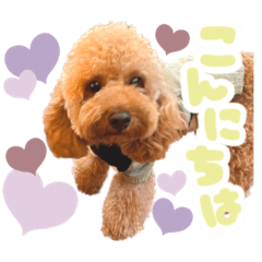 [LINEスタンプ] トイプードルのCAB