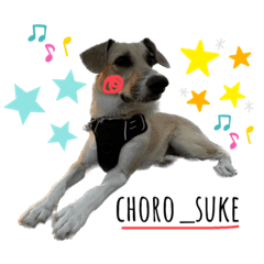 [LINEスタンプ] 宮古島の雑種犬【チョロ助】