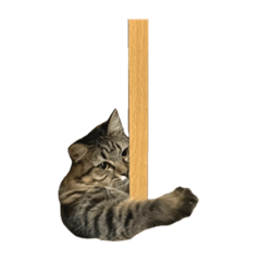 [LINEスタンプ] ラブリーネコチャンズ2