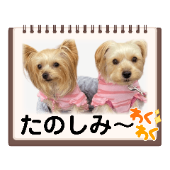 [LINEスタンプ] サクラちゃん、りんちゃん姉妹
