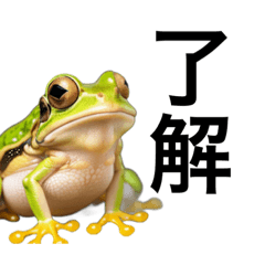 [LINEスタンプ] リアルなカエルで会話の画像（メイン）